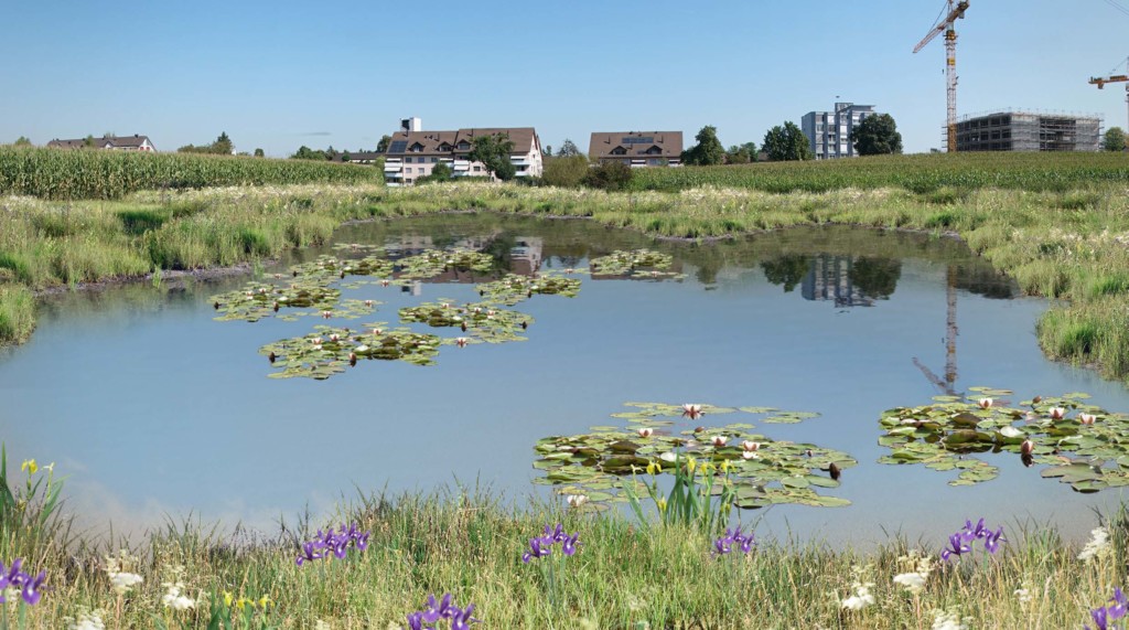 Seewadel Weiherprojekt